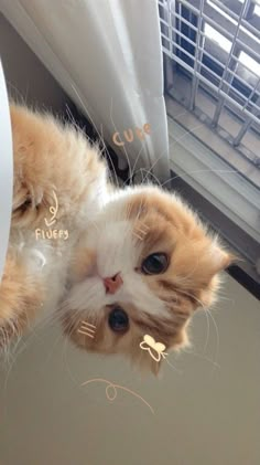 an orange and white cat laying on top of a window sill next to a window