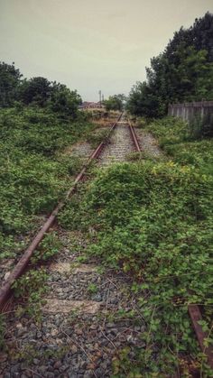 an abandoned train track surrounded by weeds and trees