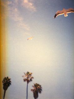 two seagulls flying in the sky over palm trees