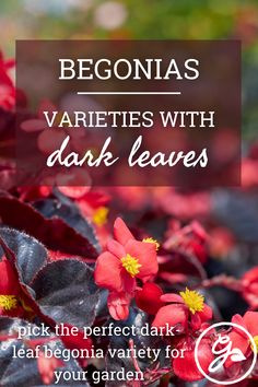 red flowers with text that reads begnias varieties with dark leaves pick the perfect dark leafy variety for your garden