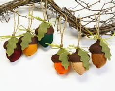 several different colored acorns hanging from a twig