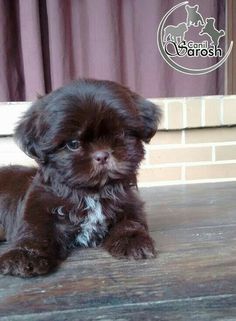 a small brown dog laying on top of a wooden floor