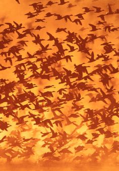 a flock of birds flying in the sky at sunset or sunrise with orange hues