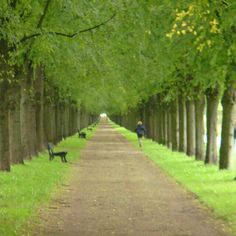 a person walking down a tree lined path with two dogs on leashes and another dog in the distance