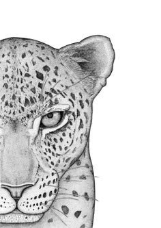 a black and white drawing of a leopard's face