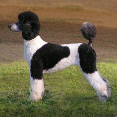 a black and white poodle standing in the grass