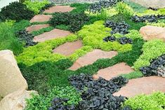 a garden with stepping stones and green plants