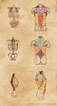 an old paper with some drawings of different body parts on it's sides and back