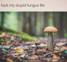 a mushroom sitting on the ground next to a forest filled with leaves and trees,