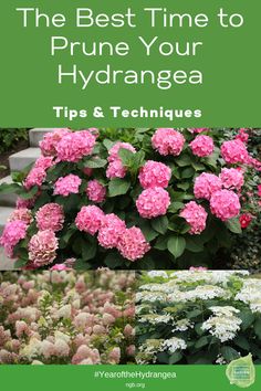 the best time to prune your hydrangea tips and techniques