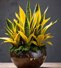 a potted plant sitting on top of a wooden table