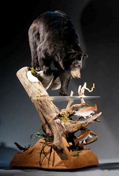 a large black bear standing on top of a piece of driftwood and looking down