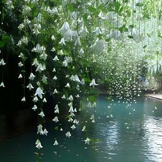 some white flowers hanging over a body of water