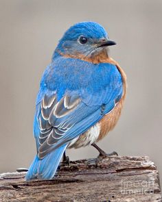 a small blue bird sitting on top of a wooden branch in front of a gray background