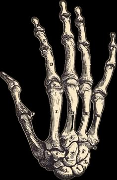 a skeleton hand is shown in black and white, with the bones exposed to show lower limbs