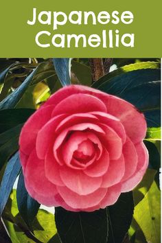 a pink flower with green leaves and the words japanese camellia in front of it