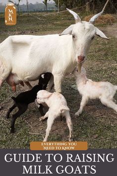 a white goat with two baby goats in it's mouth and the words guide to raising milk goats