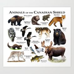 an image of animals of the canadian shield