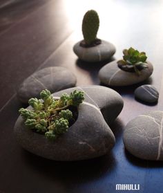 some rocks with plants growing out of them