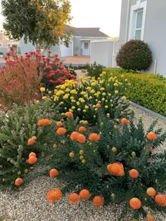 an assortment of flowers and shrubs in front of a house on a gravel road with houses in the background