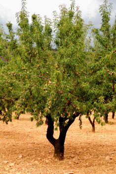 an apple tree with lots of fruit on it's branches in the middle of a field