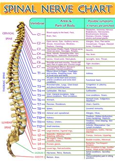 Spinal Nerves Anatomy, Anatomy Spine, Nerve Anatomy, Bolesti Chrbta, Basic Anatomy And Physiology, Spinal Nerve, Spine Health, Human Skeleton, Human Anatomy And Physiology