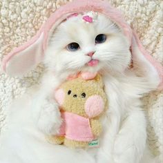 a white cat wearing a pink bunny hat and holding a stuffed animal in its paws