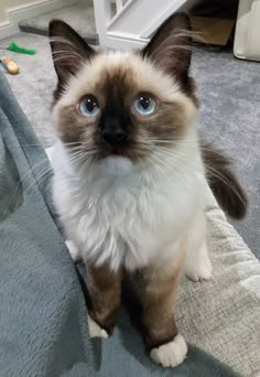 a siamese cat with blue eyes sitting on the floor