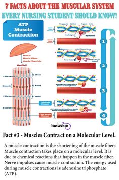 an article about the muscular system and how it is used to help you understand what muscles are