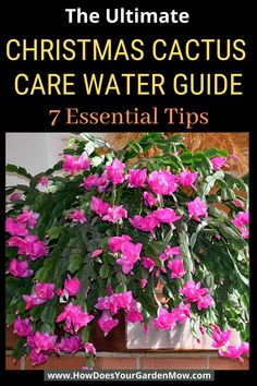 the ultimate christmas cactus care water guide 7 essential tips