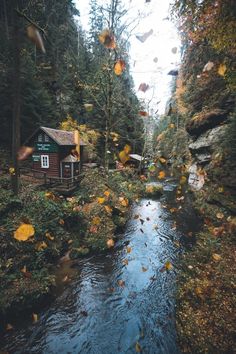 a river running through a forest filled with lots of trees next to a small cabin