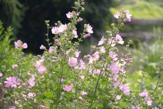 some pink flowers are growing in the grass