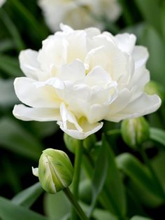 Double White Tulip Bulbs Mondial - USA Delivery Double Peony, Elegant Landscape, Partial Shade Plants, Tiny Garden, Amaryllis Bulbs, Flower Bulbs, Tulip Bulbs, White Garden, White Tulips