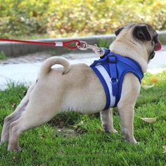 a small pug wearing a blue harness and leash standing in the grass with its tongue out