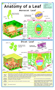 the anatomy of a leaf and its functions in plant life, including plants and flowers