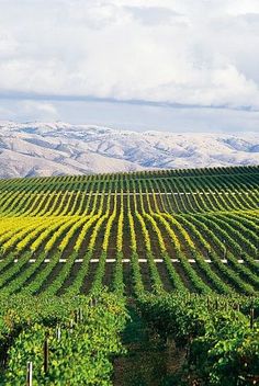 a vineyard with mountains in the background