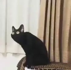 a black cat sitting on top of a wicker basket next to a white curtain