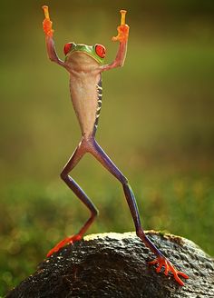 a red eyed tree frog with its arms in the air and saying, because f k you