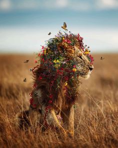 a lion with flowers on its head walking through tall grass