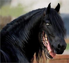 a black horse with it's mouth open showing teeth