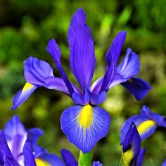 purple flowers with yellow tips in the middle