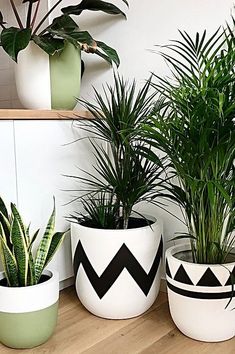 three potted plants sitting on top of a wooden shelf