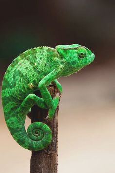 a green chamelon sitting on top of a wooden post