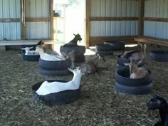 there are many animals that are laying in the hay and on top of some tires