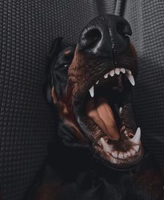 a dog with it's mouth open showing teeth