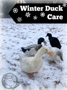 three ducks are standing in the snow near a sign that says, winter duck care