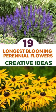 flowers and plants with the title 19 longest blooming perennials creative ideas for your garden