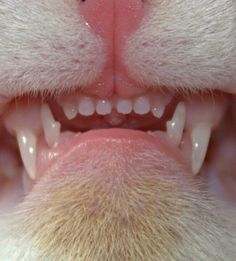 a cat's teeth and nose are shown in this close up photo, with only the upper part missing