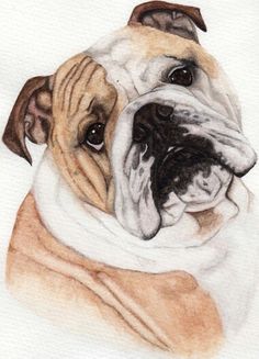 a drawing of a bulldog wrapped in a blanket