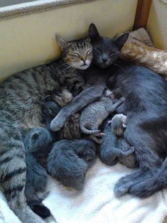 a group of cats laying on top of each other